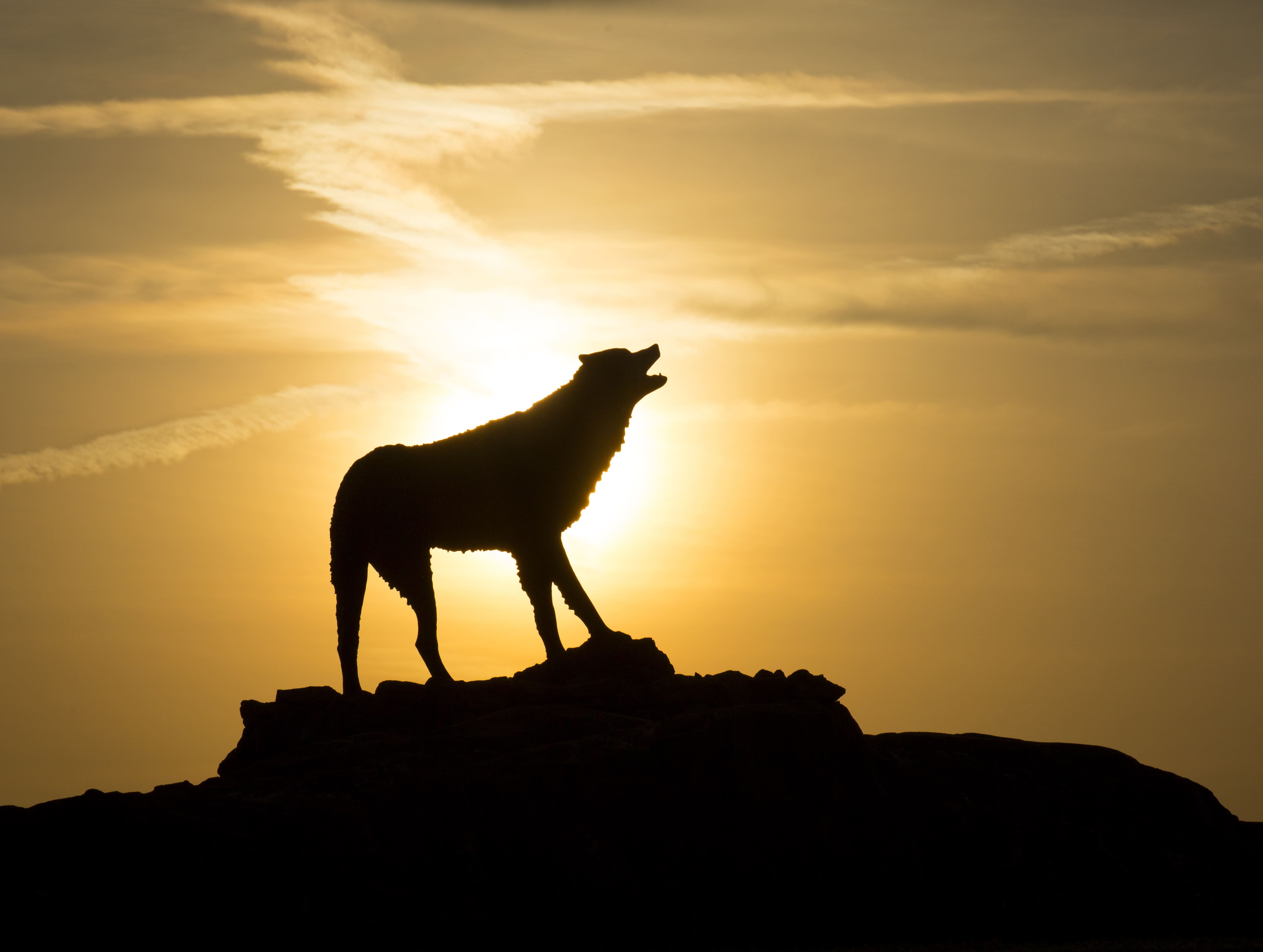 Wolf statue positioned in the center of wolf plaza, silhoutted by the evening sunset.